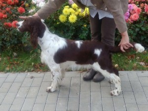 Reisha - Krajský výstava - výborná 1, VT, KV