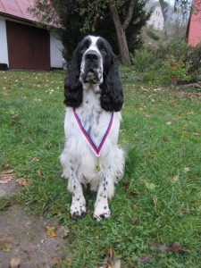 A Pegas již doma po výstavě, pyšní se medailí a machruje!