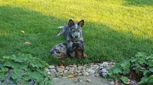 Borůvka (Emmi)s Prašivkou jsou nerozlučné kamarádky.