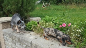 Emmička je pěěěěkně dlouhá a sleduji ji jako stín Prašivka.