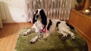 Scotty si přivezl domů 2x titul CAJC a je pyšný na své medaile!