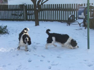 Mendy - kdy bude krytí?