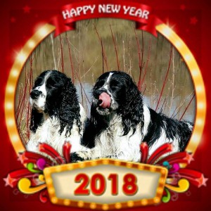 Taťka našich štěňat Ingo od Stroupinského potoka a jeho kámoš Godin z Lipových dolin