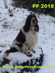 CHS od Stroupinského potoka.