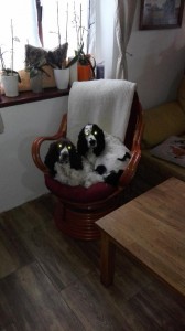 Ornella z VP a Candy z Vrchánova