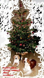 Welšpringra Ízi, která k nám jezdila na výcvikové dny.