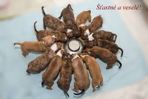 Nádherná porce štěňátek z Mařenické fořtovny.