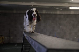 A pozor, Portos je všestranný pes. Kladina není pro nic co by nezvládal.