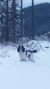 Scotty je hlavně lesní muž.