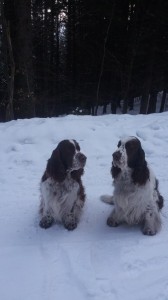 Desetiletí naši chlapci Ebony a Exy - nar. 3.3.2008