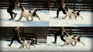 Portos v pohybu, co dodat, elegance, krása, ušlechtilost k špringrovi prostě patří.