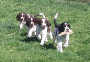 Před deseti lety...tedy to už byl květen...Diana nese aportek a za ní v patách Ebonek, Ergusek a Exyček!