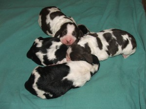 Štěňátka čtvrtý den po narození.