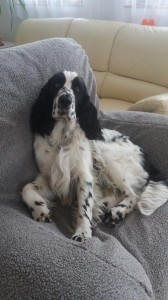 Mám zase CAJCe no a?