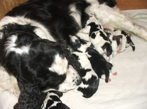 Máme štěňátka anglických špringršpanělů od Mendy!!!