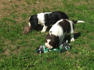 Štěňata Mendy - Vigo a Valda