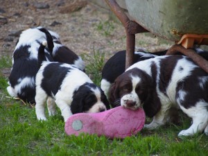 A už si na ní pochutnává s Vandou.