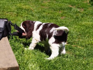 Uriáš krade kabelu od foťáku!