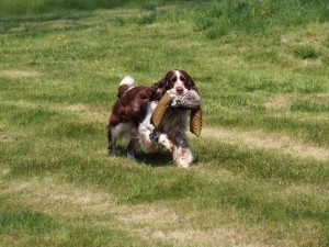 Giulian nese opravdu velmi těžký aport.
