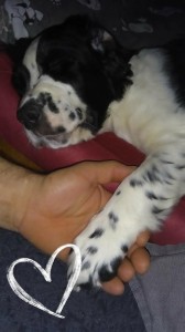 Láska s novým páníkem na první pohled.