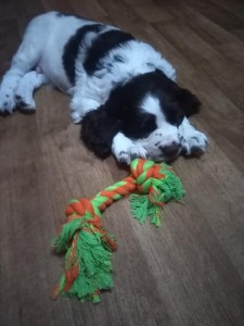 Uriášek v novém domově.