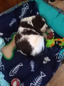 Uri má krásný pelíšek a co ty kostry ryb? Znamená to, že Uri je velký žrout!