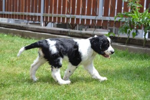 Krasavička Ulrika - Nera řádí v novém domově.