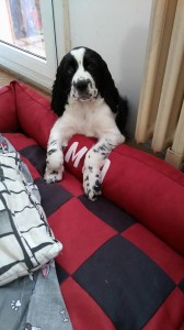 Myslíš páníku, že do něj dorostu?