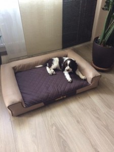 Ale nebojte, nespím jenom venku pod židlí...mám svůj krásný pelíšek!