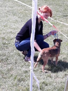 Korinka se předvádí na výstavě.