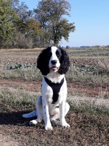 Vesna z Větrné paseky (Hubert z Větrné paseky x Mendy z Větrné paseky)