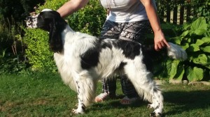 Scotty z Větrné paseky