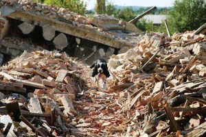 Vigo hledá v sutinách...