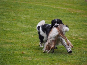 Godin je výborný aportér, na srazu 2017 soutěžil v aportu těžkého zajíce.