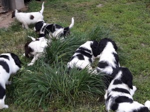 Oblíbený ostrůvek trávy