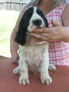 Xarro - v tom vedru nám štěňata lezla do vody...ale myslíme, že to nic nemění na jejich kráse!