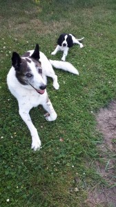 Darcy se seznamuje s kamarády.