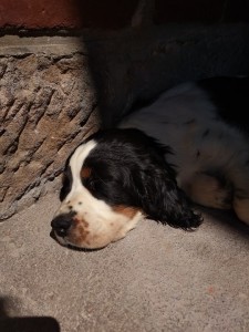 Oggy se chladí v horkých dnech.