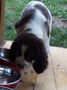 Xanny v novém domově.