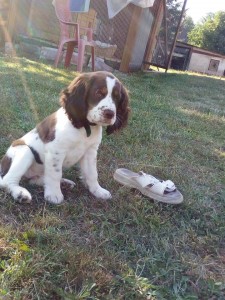 Jsem si půjčila pantofli, neva?