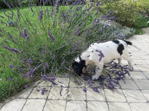 Xanta - Angie, zbožňuje levanduli a čmeláky na ní!