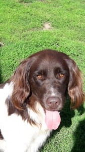 Ax - velmi inteligentní pes, který se rychle učil.