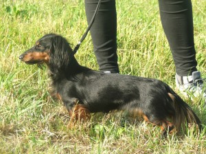 Capeta NVP velmi dobrá.