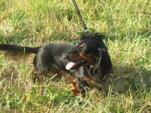 Capetka - Čápa, Čapina, je rošťanda a lumpík, ale velmi milá, mazlivá a poslušná.