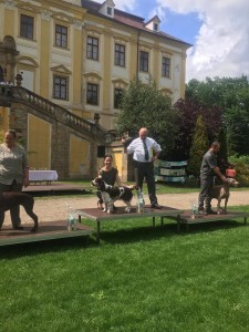 První místo v soutěži nejlepší mladý jedinec výstavy!