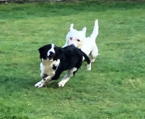 Weston - Barny řádí s kámošem