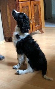 Weston umí také pěkně prosit kukučem o kousek dobroty.