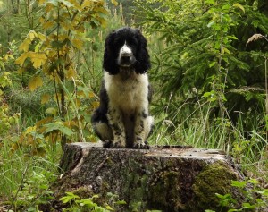 Werron - Robinek, neposedný ďáblík