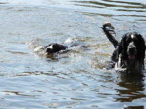 Jeho velký kámoš ho naučil brzy plavat.