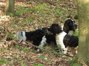 Kámo, jistím ti záda.